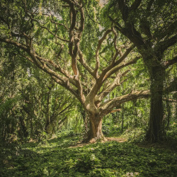 Magic retreat, Qweaver